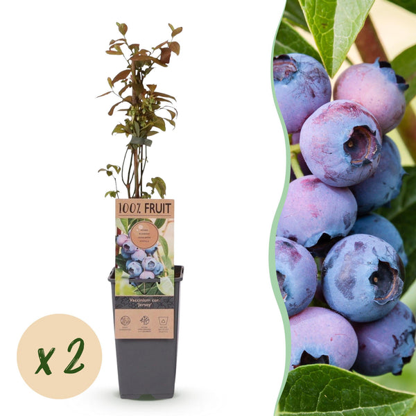 Heidelbeere ‚Jersey' – Vaccinium corymbosum