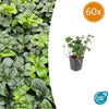 Dickmännchen ‚Green Sheen' – Pachysandra terminalis