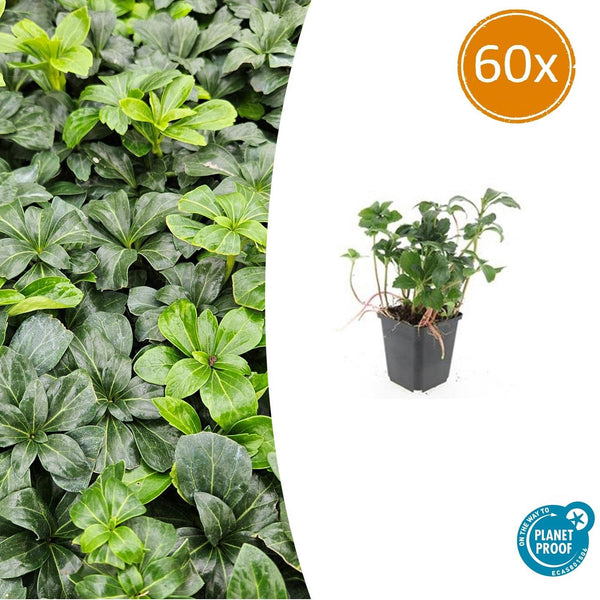 Dickmännchen ‚Green Sheen' – Pachysandra terminalis