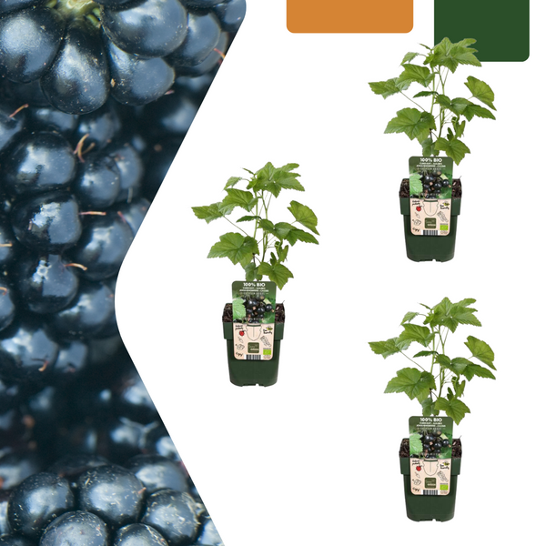Brombeere – Rubus fruticosus – 3 Stück