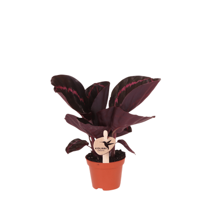 Calathea roseopicta ‚Dottie'