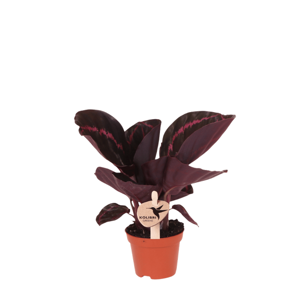 Calathea roseopicta ‚Dottie' – Ø 6 cm
