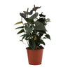 Flamingoblume ‚Black Love' – Anthurium andraeanum – Ansicht 2