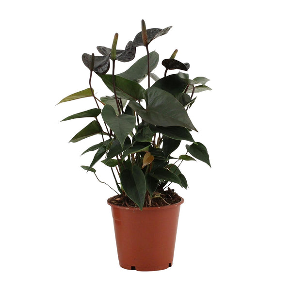Flamingoblume ‚Black Love' – Anthurium andraeanum – Ansicht 2