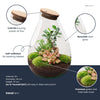 Flaschengarten-Set „Drop XL Bonsai" – DIY-Terrarium mit Bonsai – Ansicht 3