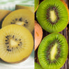 Kiwi-Set „Grün & Gelb" – Kiwi ‚Jenny' und ‚Golden Kiwi' – Ansicht 4
