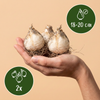 Zierlauch ‚Pinball Wizard' – Allium – Ansicht 3
