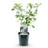 Garteneibisch ‚Hamabo' – Hibiscus syriacus – Ansicht 2