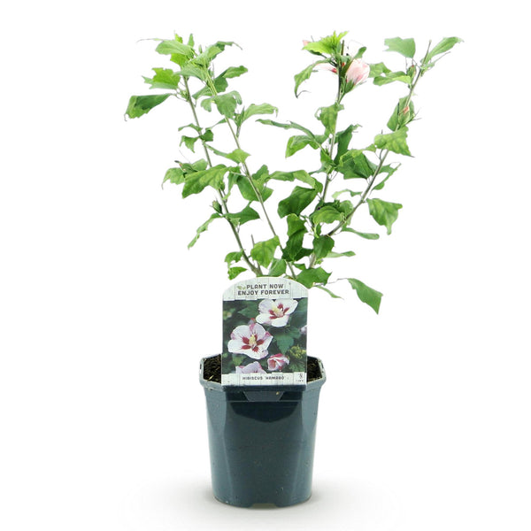 Garteneibisch ‚Hamabo' – Hibiscus syriacus – Ansicht 2