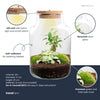 Terrarium-Set „Little Milky Bonsai" – DIY-Pflanzenterrarium mit Licht