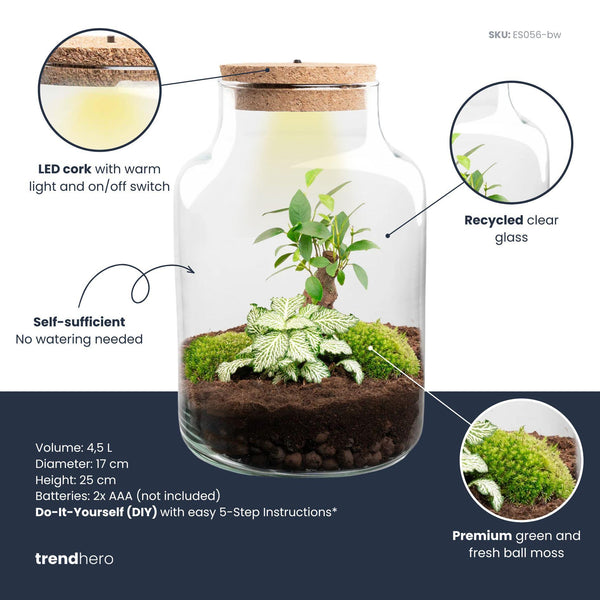 Terrarium-Set „Little Milky Bonsai" – DIY-Pflanzenterrarium mit Licht