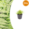 Gewöhnlicher Wurmfarn – Dryopteris filix-mas