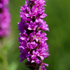 Blutweiderich – Lythrum salicaria – Ansicht 8