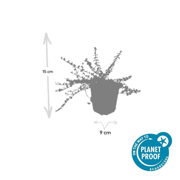 Kriechspindel ‚Minimus' – Euonymus fortunei – Ansicht 3
