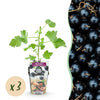 Jostabeere – Ribes × nidigrolaria – Ø 9 cm