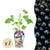 Jostabeere – Ribes × nidigrolaria – Ø 9 cm