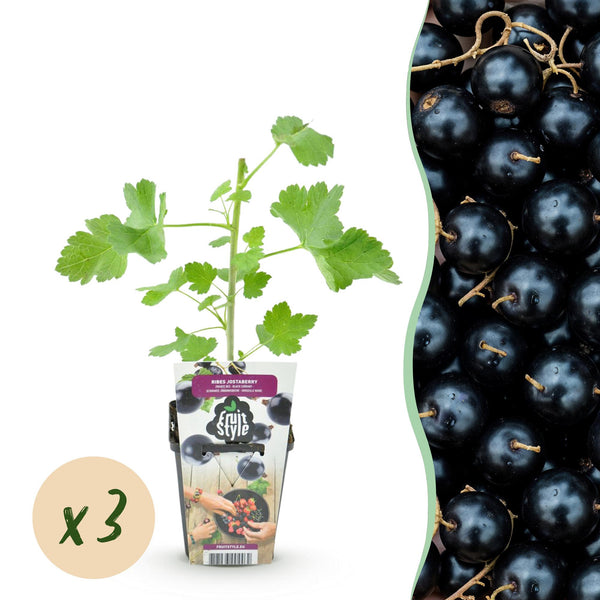 Jostabeere – Ribes × nidigrolaria – Ø 9 cm