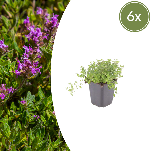 Sand-Thymian – Thymus serpyllum