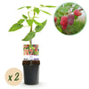 Taybeere – Rubus fruticosus × idaeus