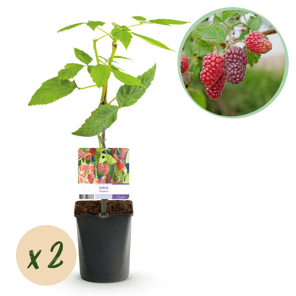 Taybeere – Rubus fruticosus × idaeus
