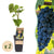 Weinrebe ‚Boskoop Glory' – Vitis vinifera