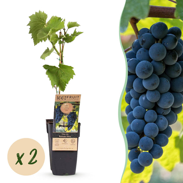 Weinrebe ‚Boskoop Glory' – Vitis vinifera