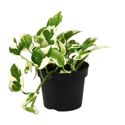 Efeutute ‚N'Joy' – Epipremnum aureum