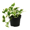 Efeutute ‚N'Joy' – Epipremnum aureum – Ø 12 cm · 15 cm