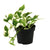 Efeutute ‚N'Joy' – Epipremnum aureum – Ø 12 cm · 15 cm