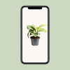Calathea orbifolia – Ansicht 4