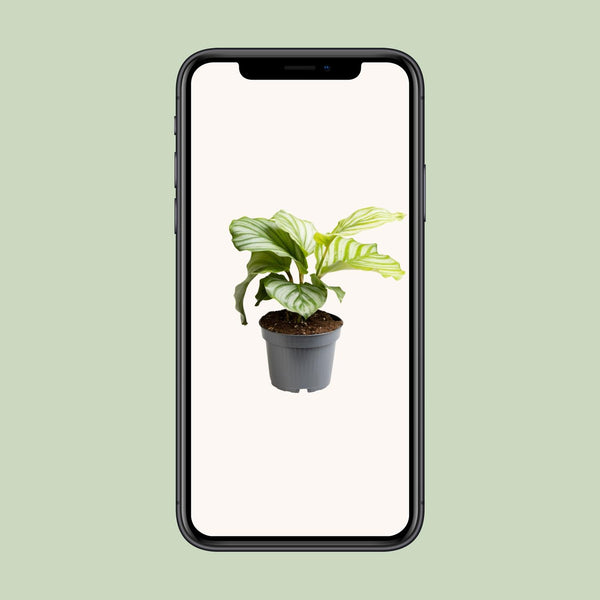 Calathea orbifolia – Ansicht 4