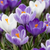 Krokus blau – Crocus – Blau-Weiß, 30 Stück