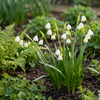 Sommer-Knotenblume – Leucojum aestivum – Ansicht 2