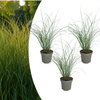 Chinaschilf ‚Gracillimus' – Miscanthus sinensis – Ø 12 cm, 3 Stück
