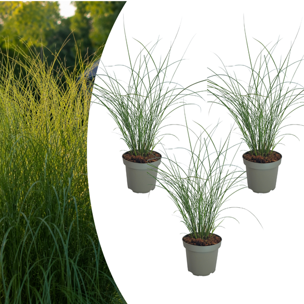 Chinaschilf ‚Gracillimus' – Miscanthus sinensis – Ø 12 cm, 3 Stück
