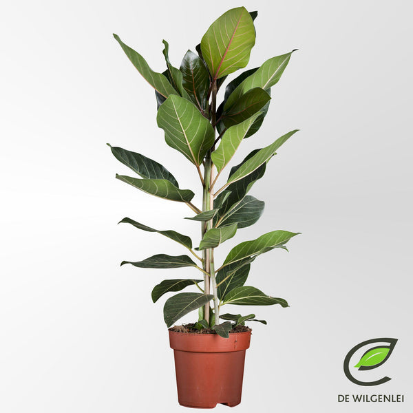 Bengalische Feige ‚Joy' – Ficus benghalensis