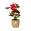 Flamingoblume ‚Red' – Anthurium andraeanum – Ansicht 2