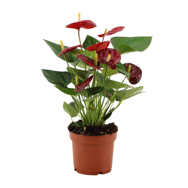 Flamingoblume ‚Calon' – Anthurium andraeanum – Ansicht 2