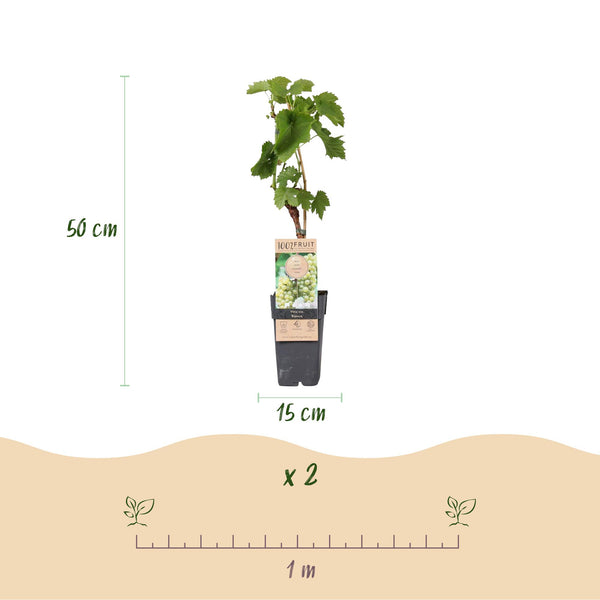 Weinrebe ‚Bianca' – Vitis vinifera – Ansicht 3
