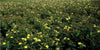 Johanniskraut ‚Rheingold' – Hypericum × inodorum – Ansicht 4