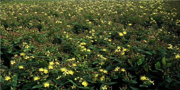 Johanniskraut ‚Rheingold' – Hypericum × inodorum – Ansicht 4