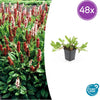 Kerzenknöterich ‚Darjeeling Red' – Persicaria affinis