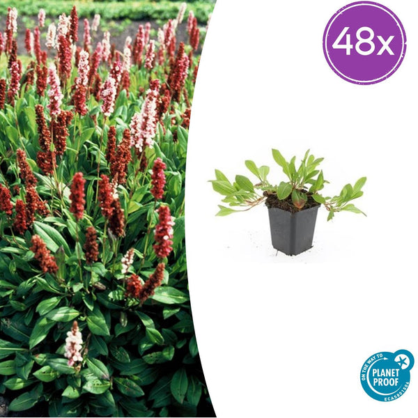 Kerzenknöterich ‚Darjeeling Red' – Persicaria affinis