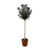 Oleander – Nerium oleander