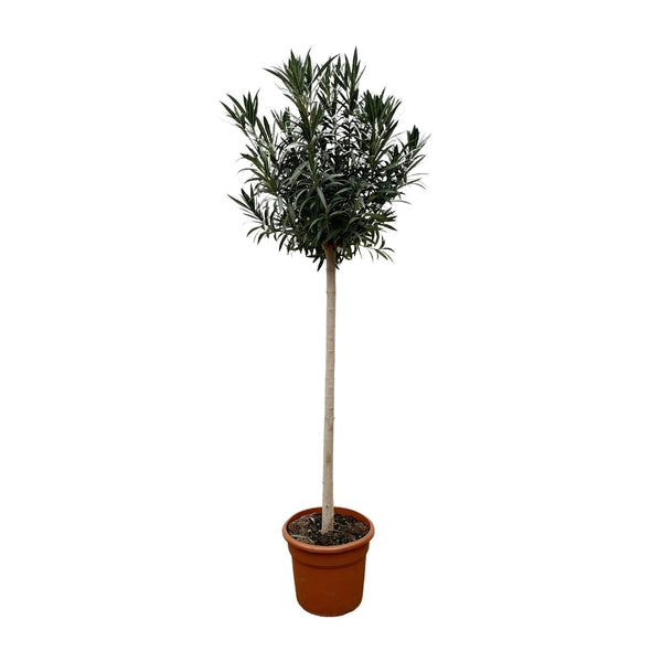 Oleander – Nerium oleander