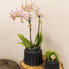 Schmetterlingsorchidee ‚Diamond Spider‘ – Phalaenopsis – Ansicht 10