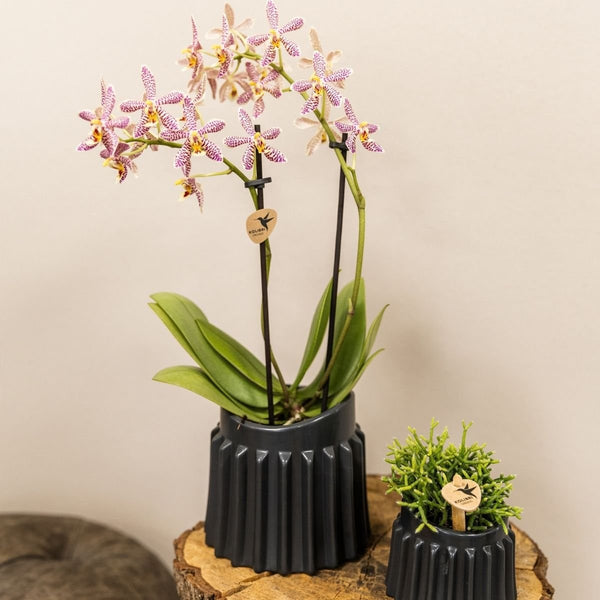 Schmetterlingsorchidee ‚Diamond Spider‘ – Phalaenopsis – Ansicht 10