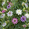 Passionsblume ‚Rainbow' – Passiflora – Ansicht 5