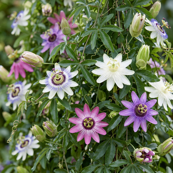 Passionsblume ‚Rainbow' – Passiflora – Ansicht 5