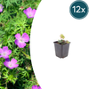 Blutroter Storchschnabel – Geranium sanguineum